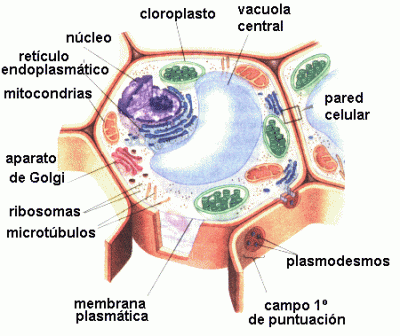La cèl·lula vegetal