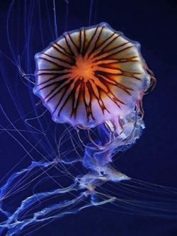 Què hem de fer si ens pica una medusa?